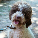 Sultane-Lagotto