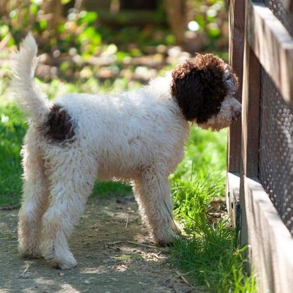 Sultane -Lagotto Romagnolo