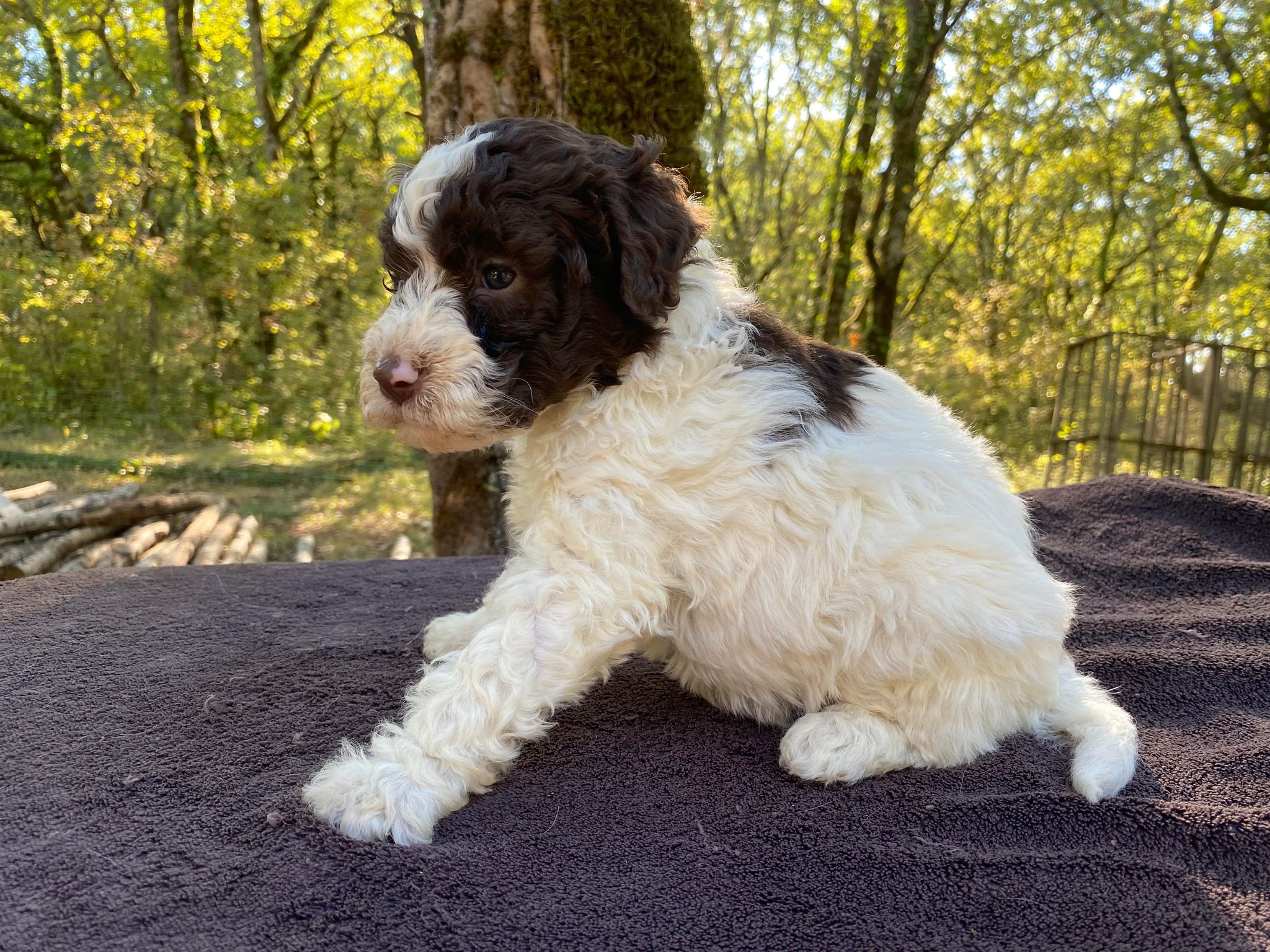 chiot lagotto romagnolo