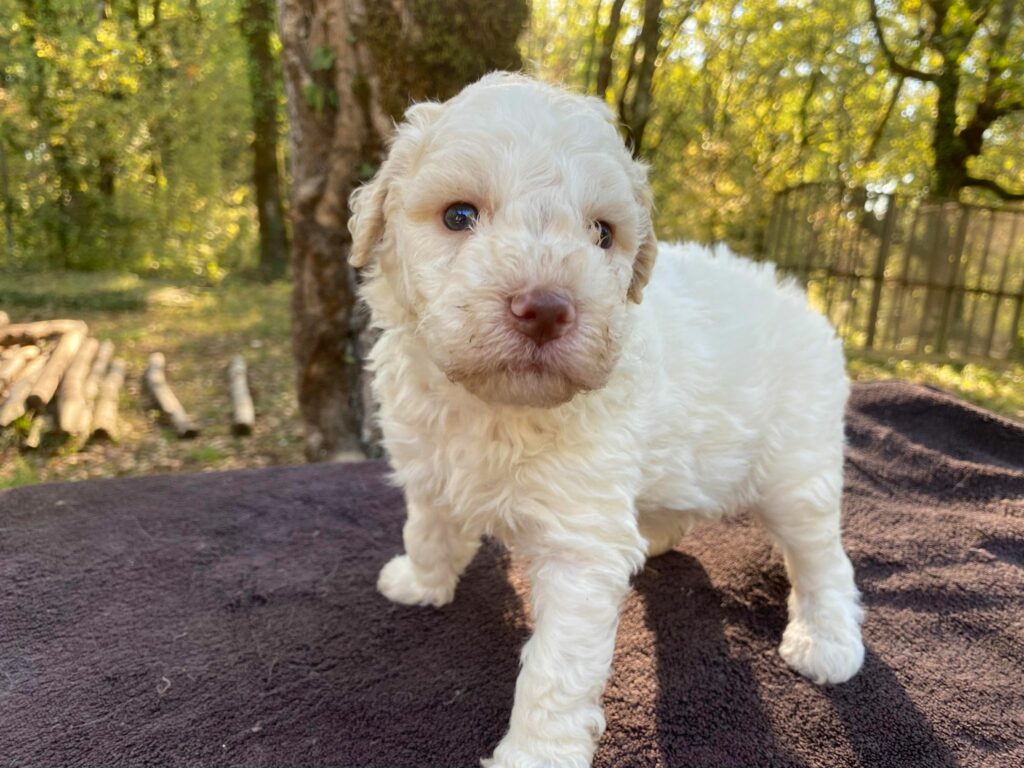 chiot lagotto romagnolo