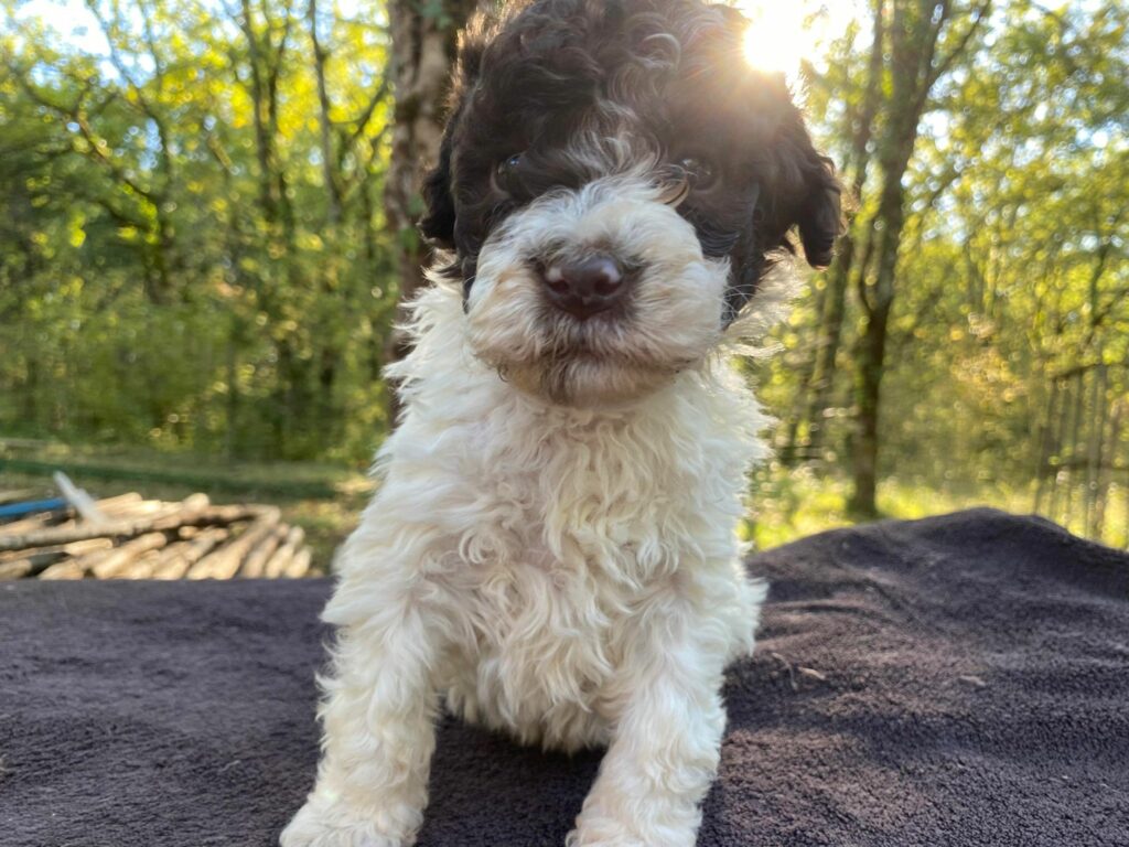 chiot lagotto romagnolo