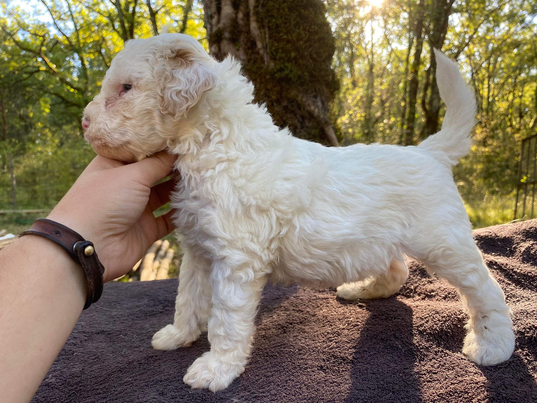 chiot lagotto romagnolo