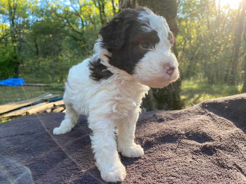 chiot lagotto romagnolo