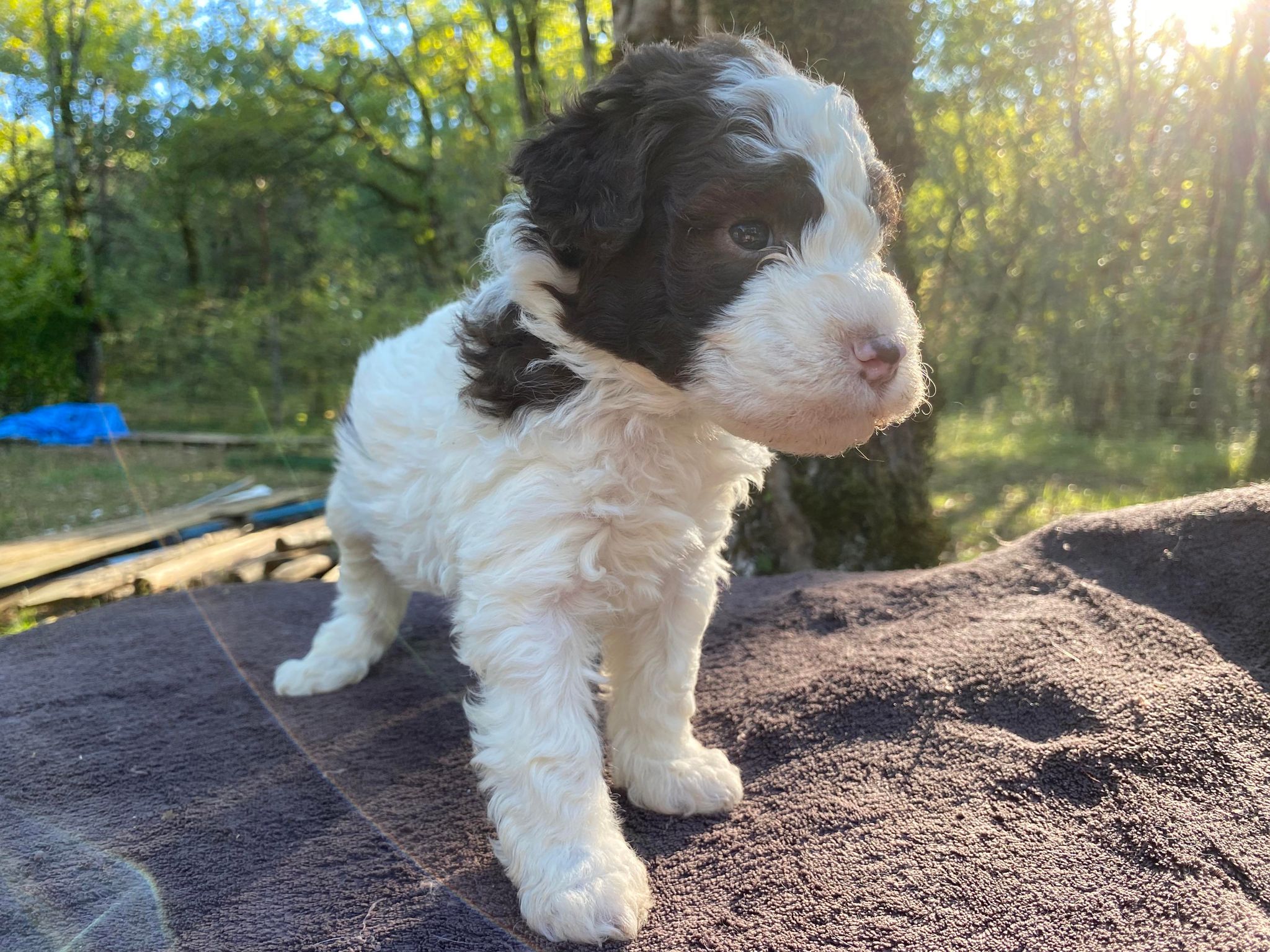 chiot lagotto romagnolo