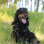 Cocker anglais noir et feu
