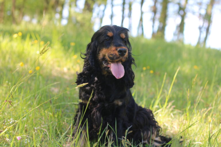Cocker anglais noir et feu