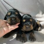 chiots cocker